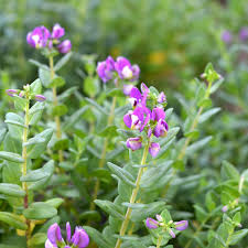 Image result for Polygala francisci