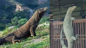 Berarti saat di indonesia (waktu indonesia bagian barat, wib) menunjukkan jam 05.00 maka di hongkong sudah jam 06.00. Viral Biawak Panjat Pagar Di Malaysia Ini Perbedaan Komodo Dengan Biawak Renda Halaman All Tribun Jateng