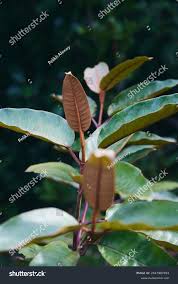 Image result for Harungana madagascariensis