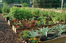 Tung oil isn't a stain, it's a finish. Raised Bed Garden From A Z What To Know Joe Gardener