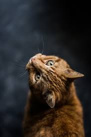 We've gathered more than 5 million images uploaded by. Cat Wallpapers Free Hd Download 500 Hq Unsplash