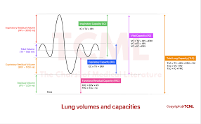 Image result for Functional Residual Capacity
