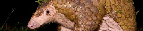 .revision, and implementation of conservation plans and programs for nongame fish and wildlife. Critically Endangered Sunda Pangolin Finally Receives The Highest Protection It Deserves Wildlife Trade News From Traffic