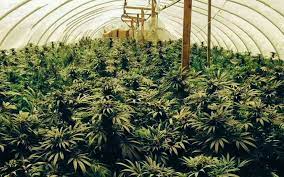 As such, you want an option that's easy to use and can be installed as simply as possible. Growing Marijuana Indoors With Natural Light Potent