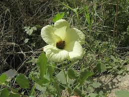 Image result for Hibiscus dongolensis