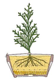 Image result for cuttings thujas