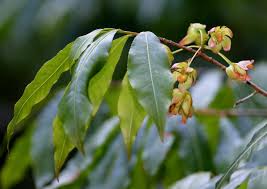 Image result for Ochna ovata