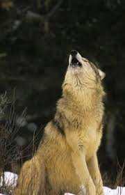 Wolf Song Lobo Aullando Perros Amor De Lobo