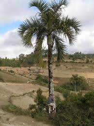 Image result for Dypsis