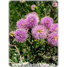 Image result for Melhania acuminata