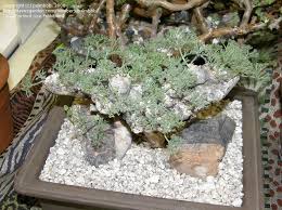 Image result for Monsonia glauca