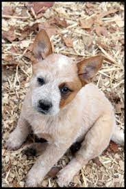 Australian Cattle Dog Pictures Kh3j519lr7o Austrailian Cattle Dog Australian Cattle Dog Red Heeler Puppies