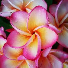 Plumeria Flower Fresh And Fragrant Pua Melia The Hawaiian Name For Plumeria Frangipani Cicek Guller