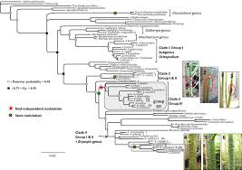 Image result for Kotschya aeschynomenoides