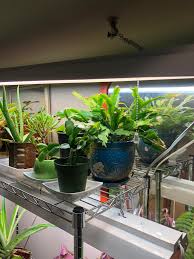 Christmas cacti in full bloom often flood the market in december, but these succulents don't. Hi Are Any Of These Too Close To The Light Wondering About The Christmas Cactus In Particular Gardeningindoors