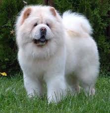 Chow Chowlarin Renkleri Genelde Gri Beyaz Ve Kahverengidir Acik Yada Koyu Tonlari Vardir Chow Chowlar Genellikle I Chow Chow Puppy Dog Breeds Chow Chow Dogs