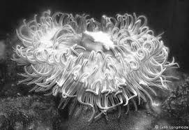 Black And White Sea Anemone Black And White Photography Sea Anemone Opening Underwater Photography Sea Animals Sea L Ocean Print Underwater Photography Ocean Black And White Photography