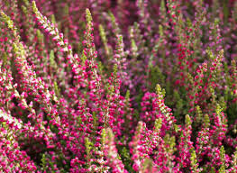 Jun 14, 2021 · вереск, розы и джунгли: Veresk Obyknovennyj Calluna Vulgaris Na Supersadovnik Ru