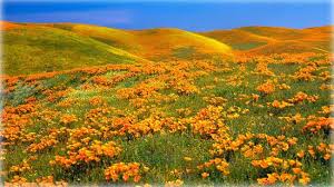 Antelope valley in southern california is a region in the north end of los angeles county and eastern kern county. Antelope Valley Poppy Reserve In California Usa Picture Of Antelope Valley California Poppy Reserve Lancaster Tripadvisor