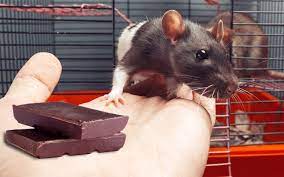 Can Pet Mice Eat Chocolate 5 Things To Consider Vivo Pets