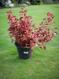 Image result for Iresine lindenii