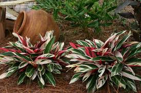 In cool climates, these plants should be grown in a house or greenhouse. Plantfiles Pictures Ctenanthe Never Never Plant Oppenheim S Ctenanthe Tricolor Ctenanthe Oppenheimiana By Mimianvy