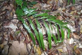 Image result for Lindsaea ensifolia
