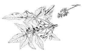 Image result for Fagaropsis angolensis