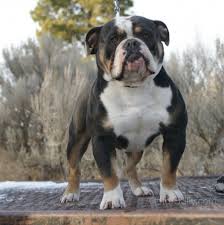 We did not find results for: Blue Tri Olde English Bulldog Allot Of Bully Bulldogs Bulldog Puppies Bulldog English Bulldog Puppies