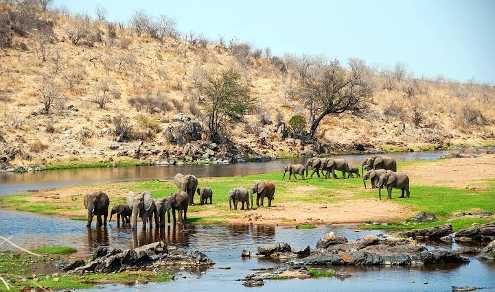 Dawson safari guest experience