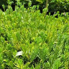 Image result for Polyceratocarpus