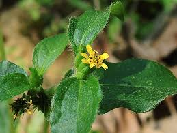 Image result for Synedrella nodiflora