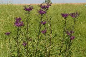 Tall weeds with purple flowers uk. Weed Of The Month Tall Ironweed The Horse