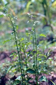 Image result for Celosia trigyna