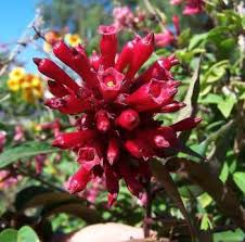 Image result for Clerodendrum fasciculatum