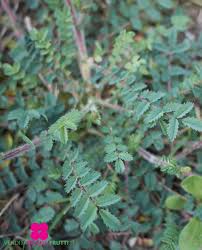 Image result for Pimpinella