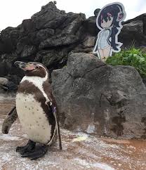 An anime cutout is only things she has at the moment which revealed that she like reading manga or watched nig anime. Sachcha Pyaar Penguin Who Fell In Love With A Cardboard Cutout Dies At 21 Fyi News