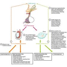 Image result for GnRH Stimulation Test