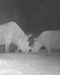 Did you know? In the remote Chyulu Hills, Big Life