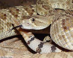 Mojave Green Crotalus Scutulatus Deadly Animals Pit Viper Reptile Snakes