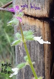 Image result for Syncolostemon bracteosus