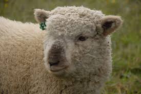 Olde English Babydoll Southdown Sheep So Cute Babydoll Sheep Sheep Farm Sheep And Lamb