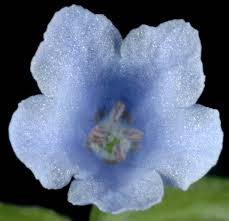 Oregon Flora Project