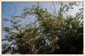 Image result for Ventilago