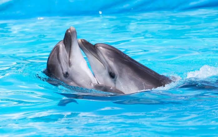 Do Dolphins Love? | Jervis Bay Wild Dolphin & Whale Cruises