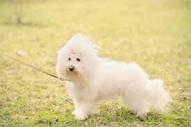 Small White Dog Breeds Top 10 With Pictures
