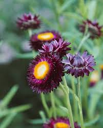 Image result for Helichrysum brassii