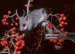 Image result for Lessertia falciformis