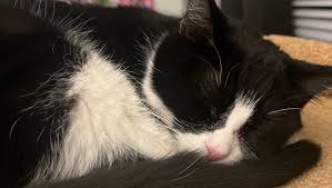 Fundraiser by Nemesis Lacroix : FIP Diagnosis, Urgent Care Funds for Gibby