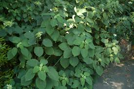 This flowering, deciduous shrub is ideal for planting foundations, borders, hedges, or anywhere else. Landscape Plants Rated By Deer Resistance Rutgers Njaes